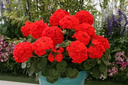 Picture of Geranium - Moulin Rouge (Landscaper Red F1)